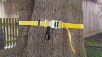 EDER Stammpresse Gurt 75 mm 4 m ohne Spannvorrichtung für Starkholzernte Bruchkraft 20 t